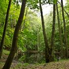 Waldsee auf Rügen im Buchenwald