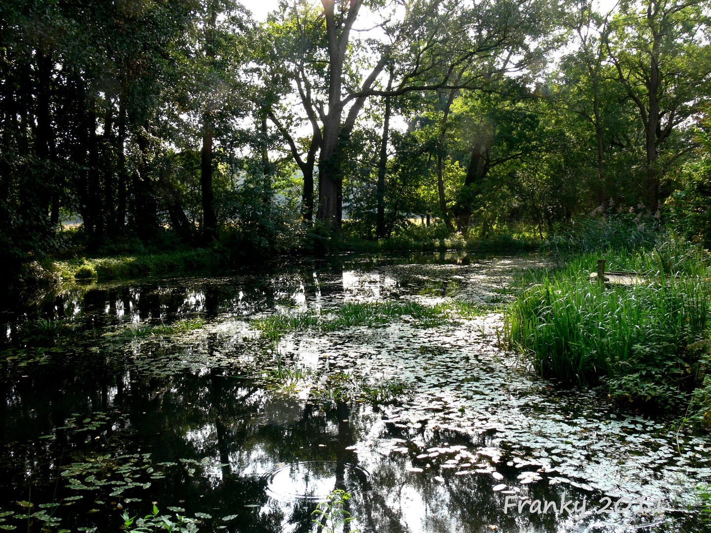 Waldsee