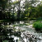 Waldsee