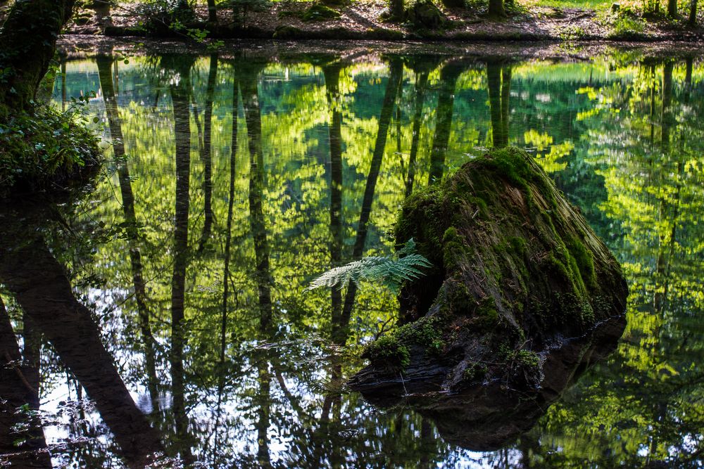 Waldsee