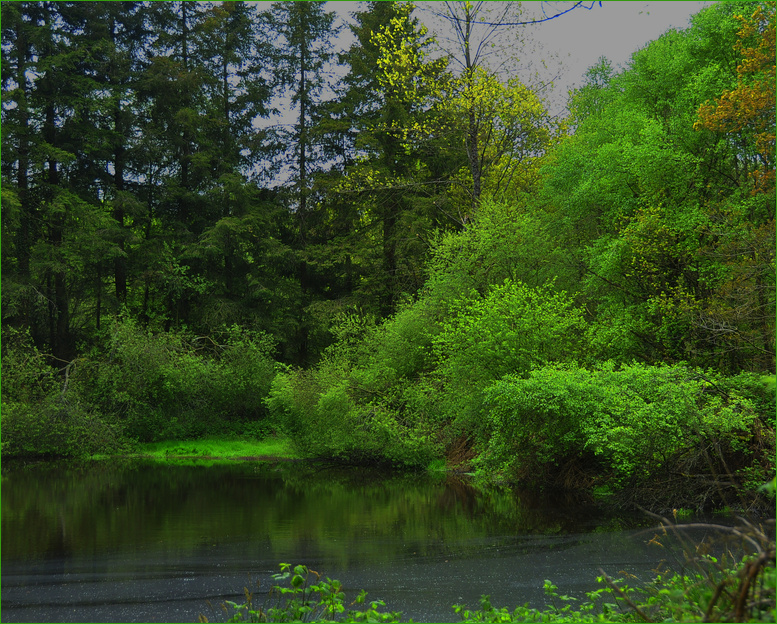 Waldsee...