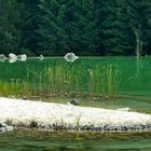 Waldsee bei Fuschel