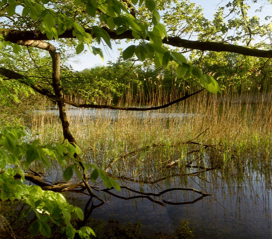 Waldsee bei Lich