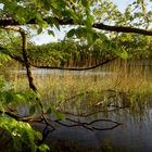 Waldsee bei Lich