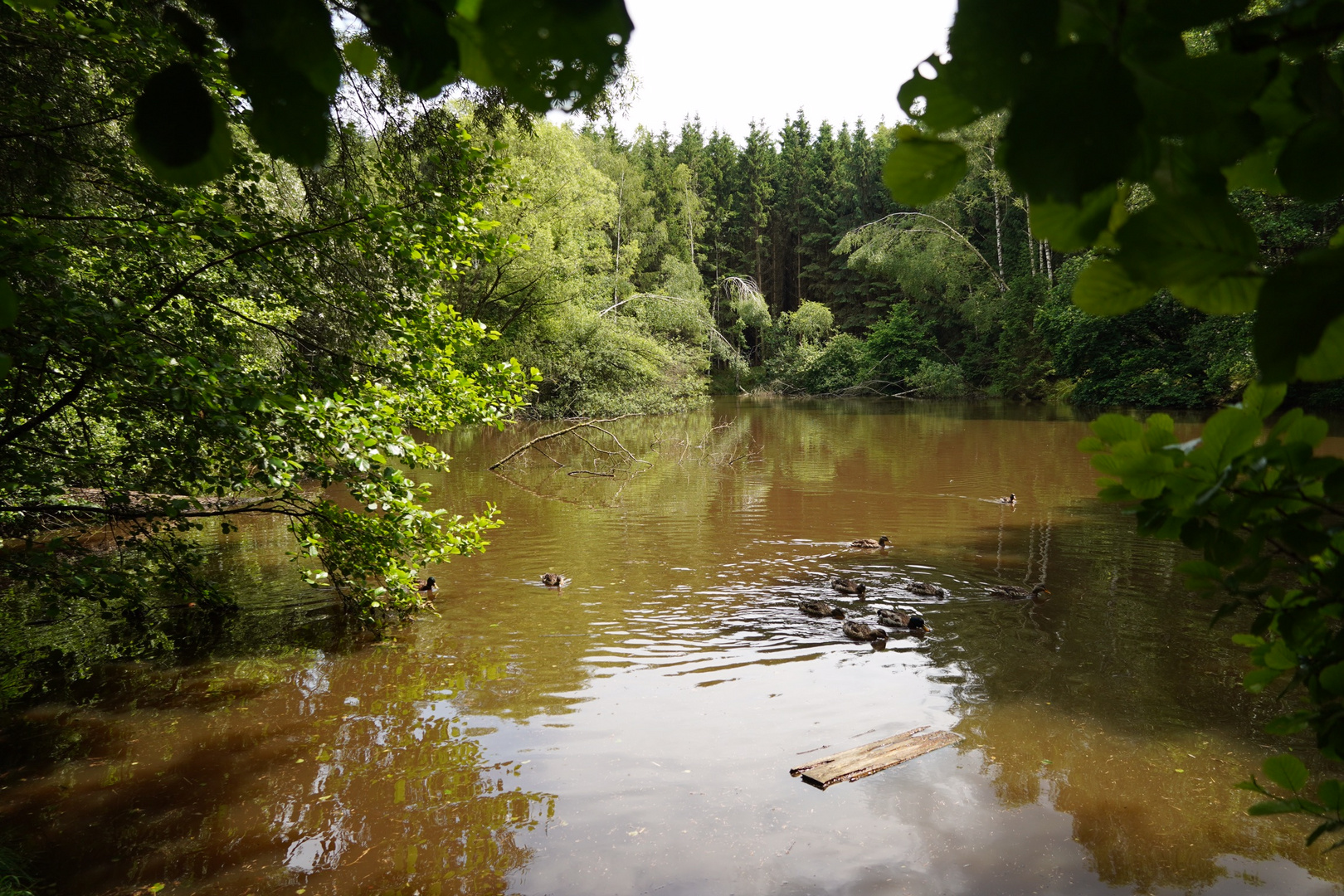 Waldsee