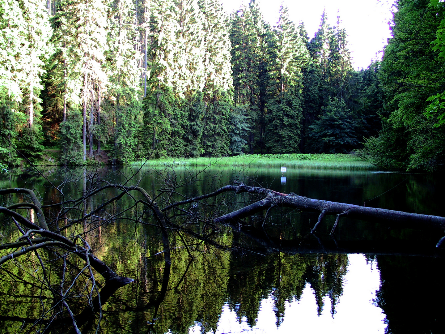 Waldsee