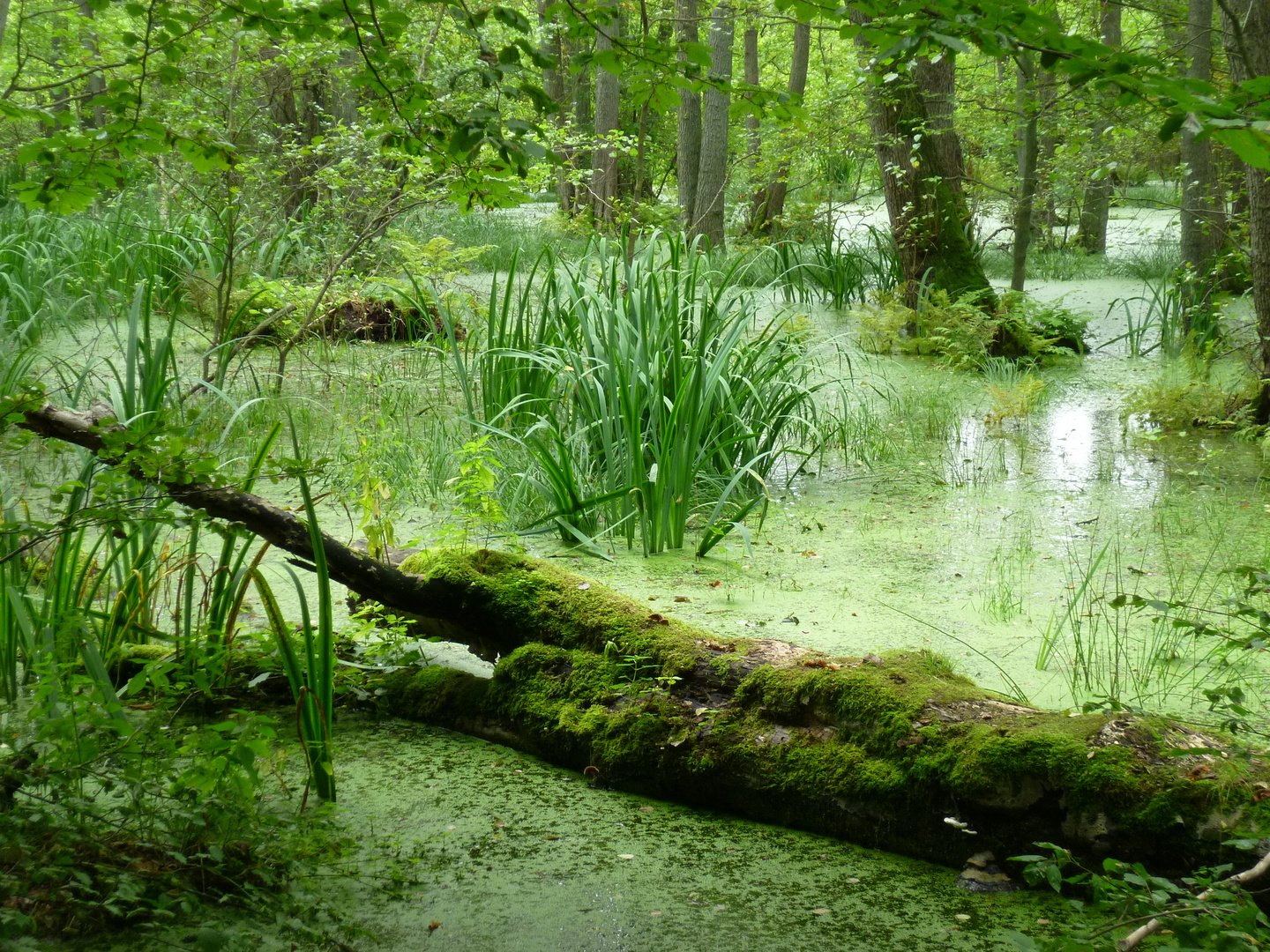 Waldsee