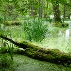 Waldsee