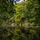 waldsee