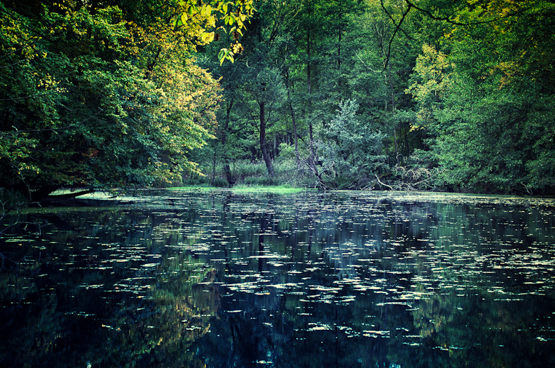 Waldsee