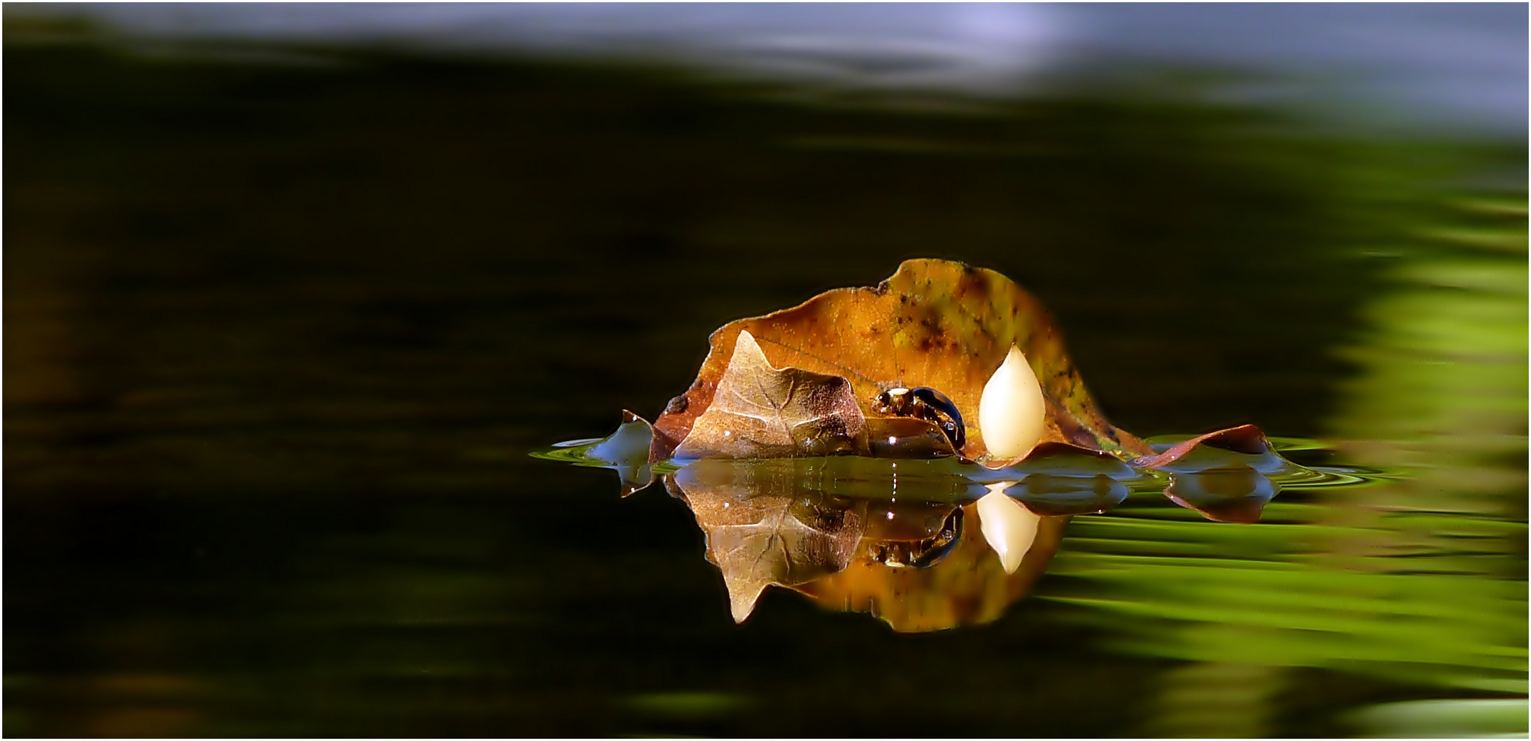 Waldsee