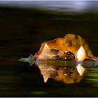 Waldsee