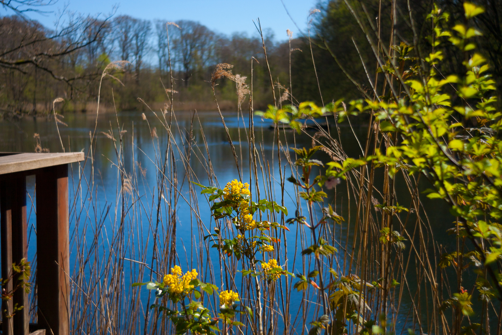 Waldsee