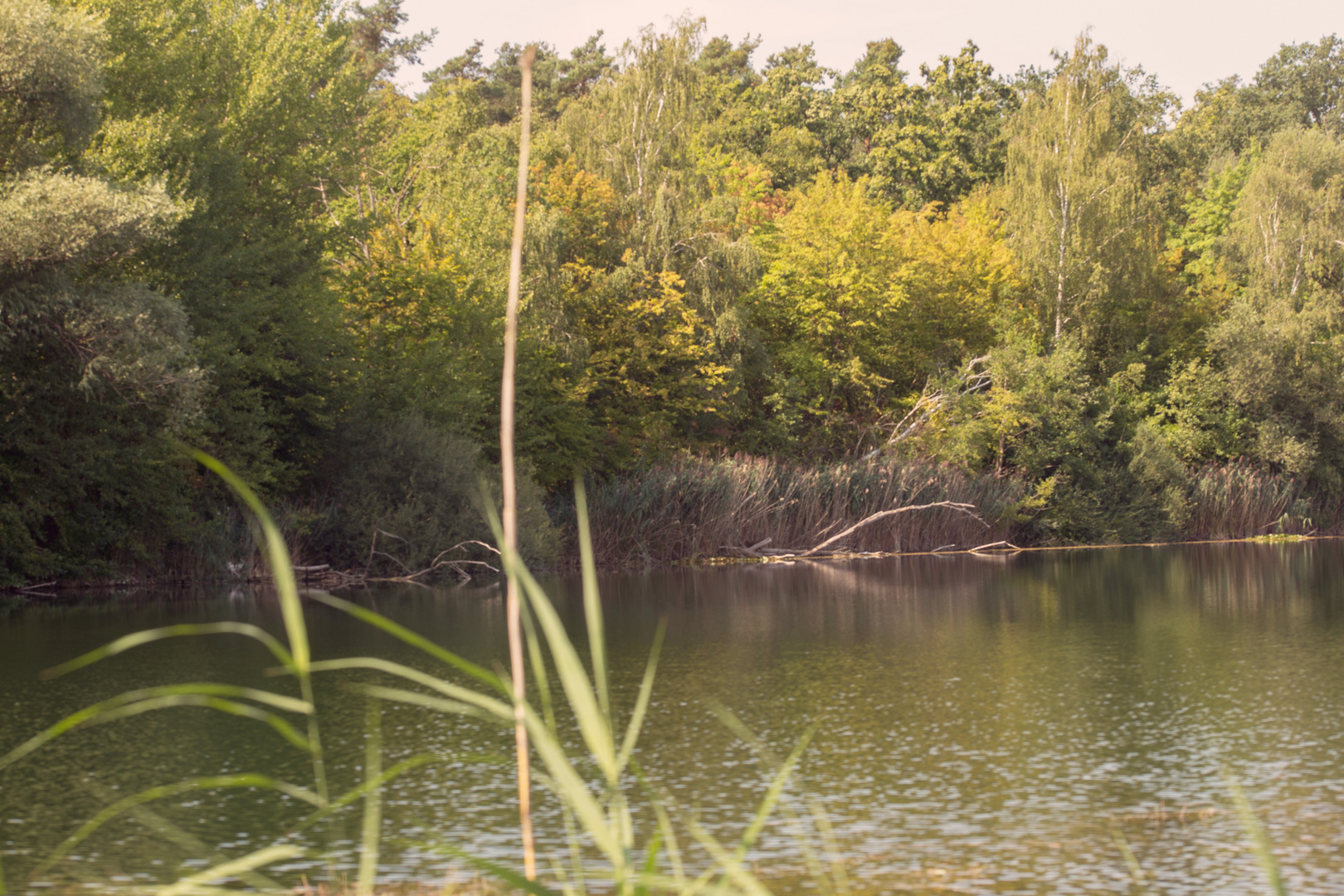 Waldsee Forst