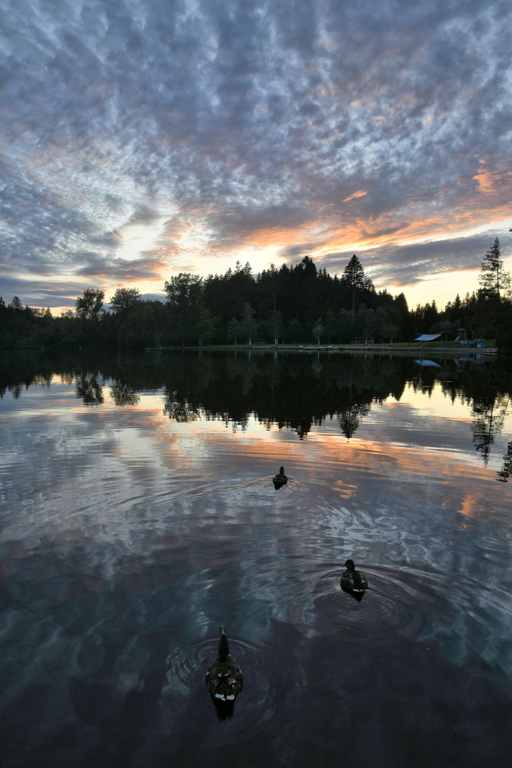 waldsee hoch