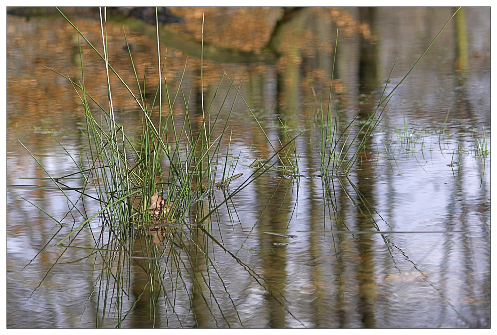 Waldsee I