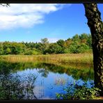 Waldsee-Idylle