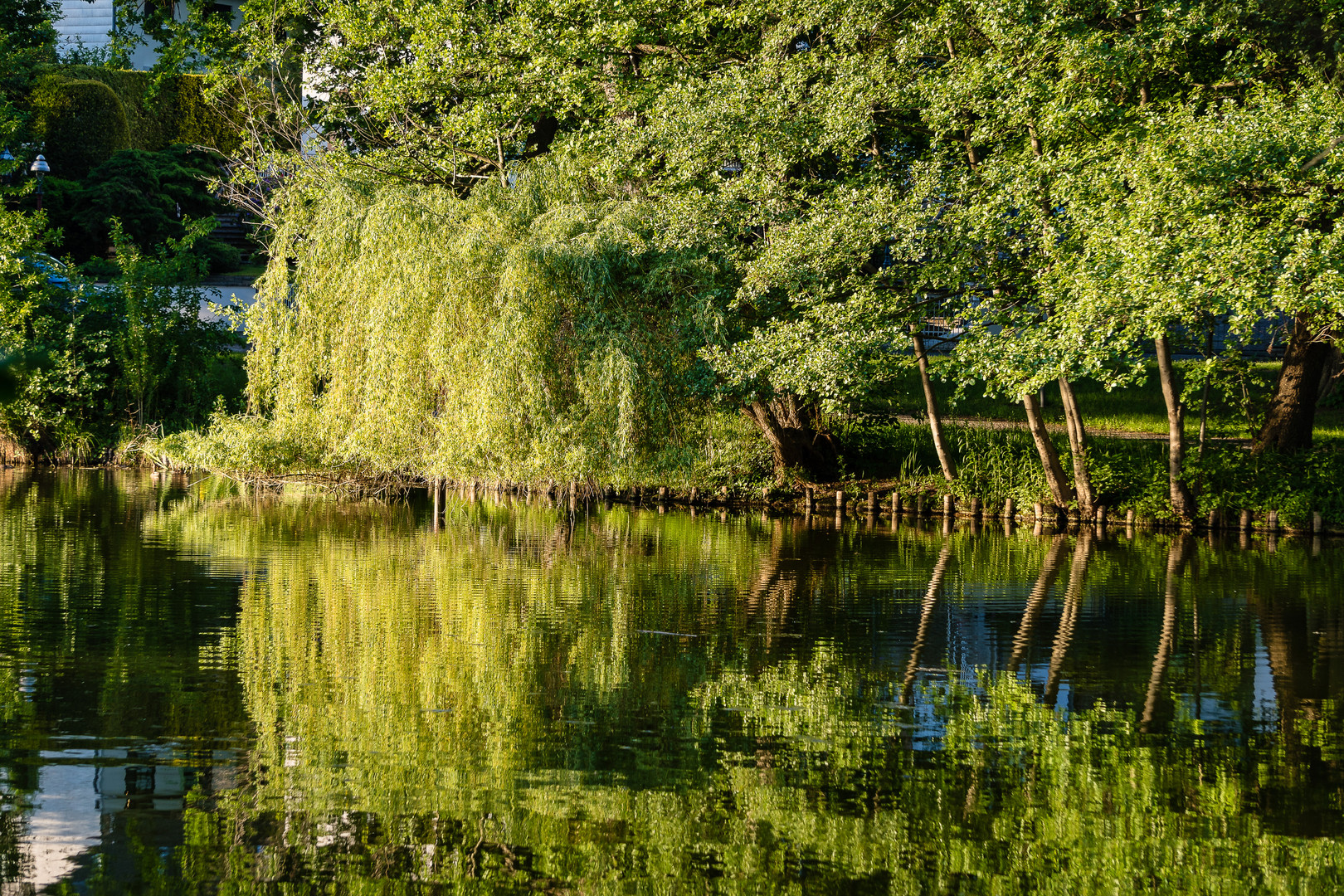 Waldsee im Abendlicht