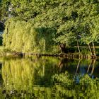 Waldsee im Abendlicht