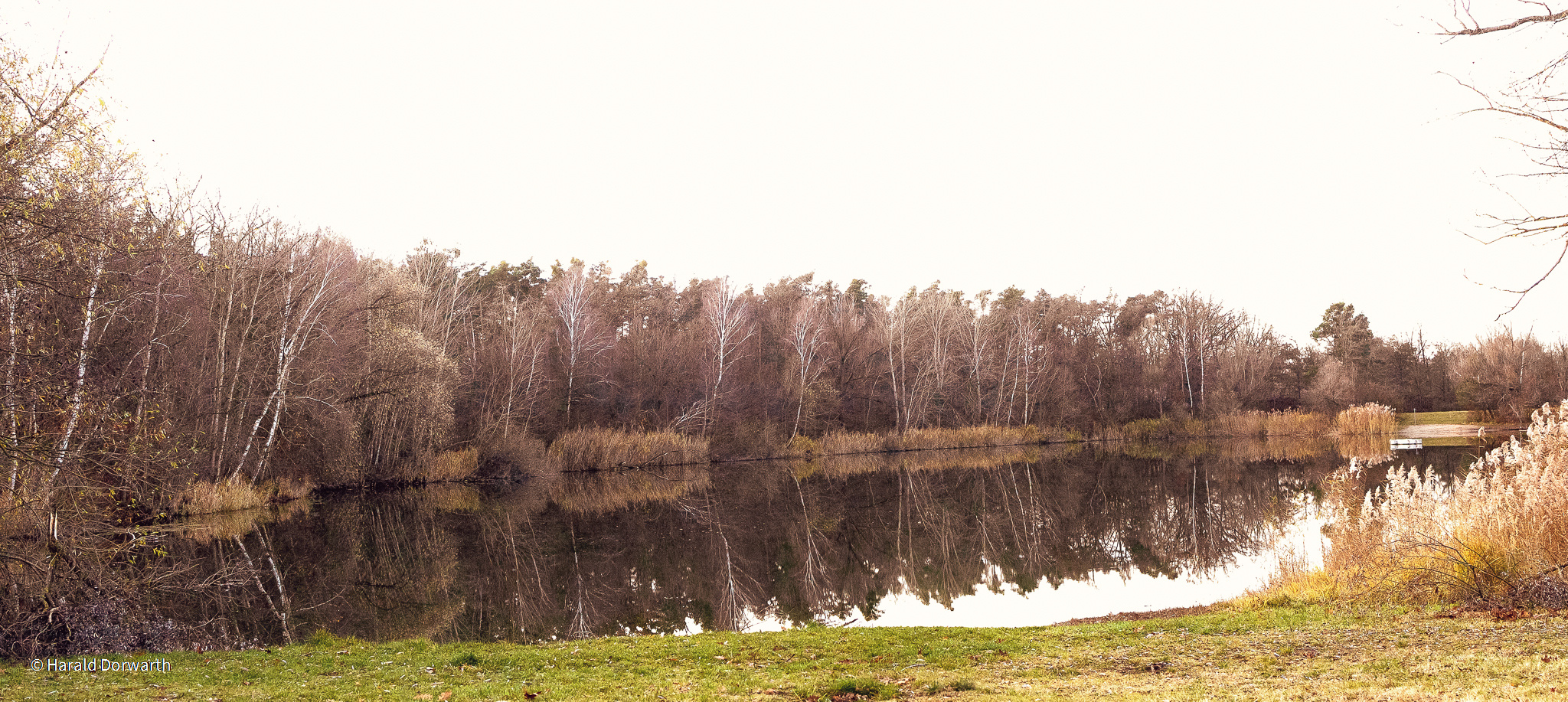 Waldsee im Dezember