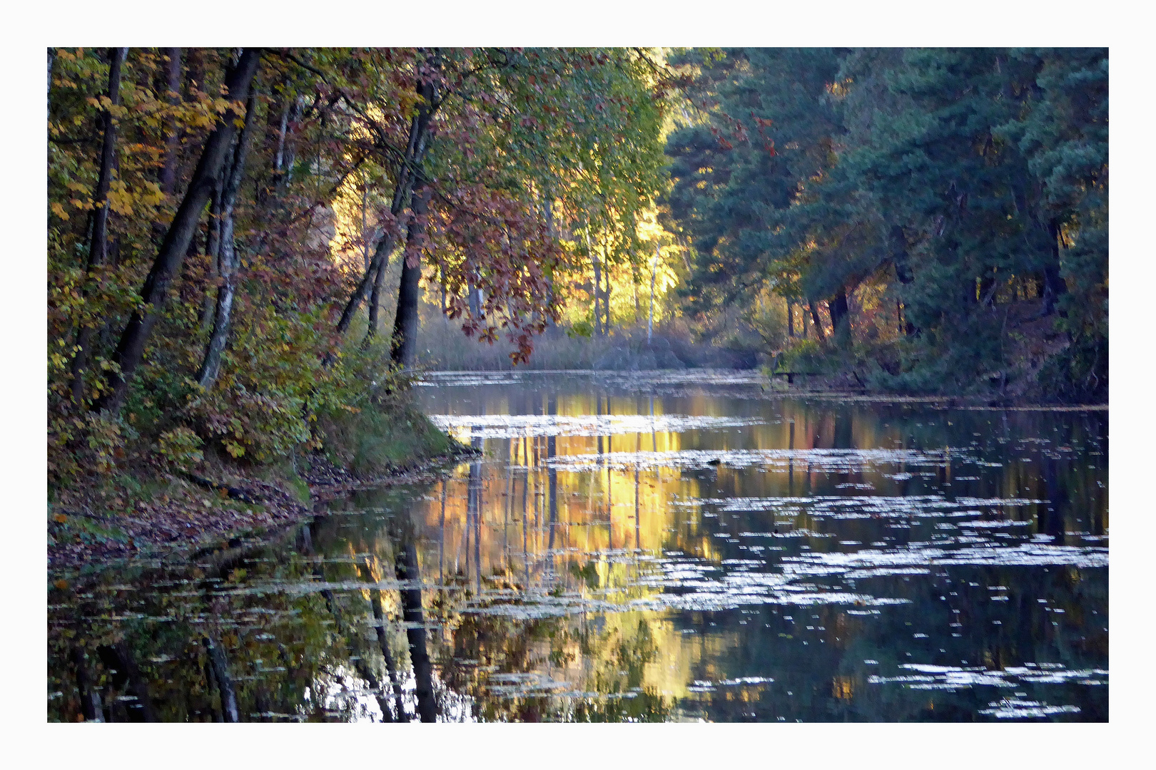 Waldsee im Herbst