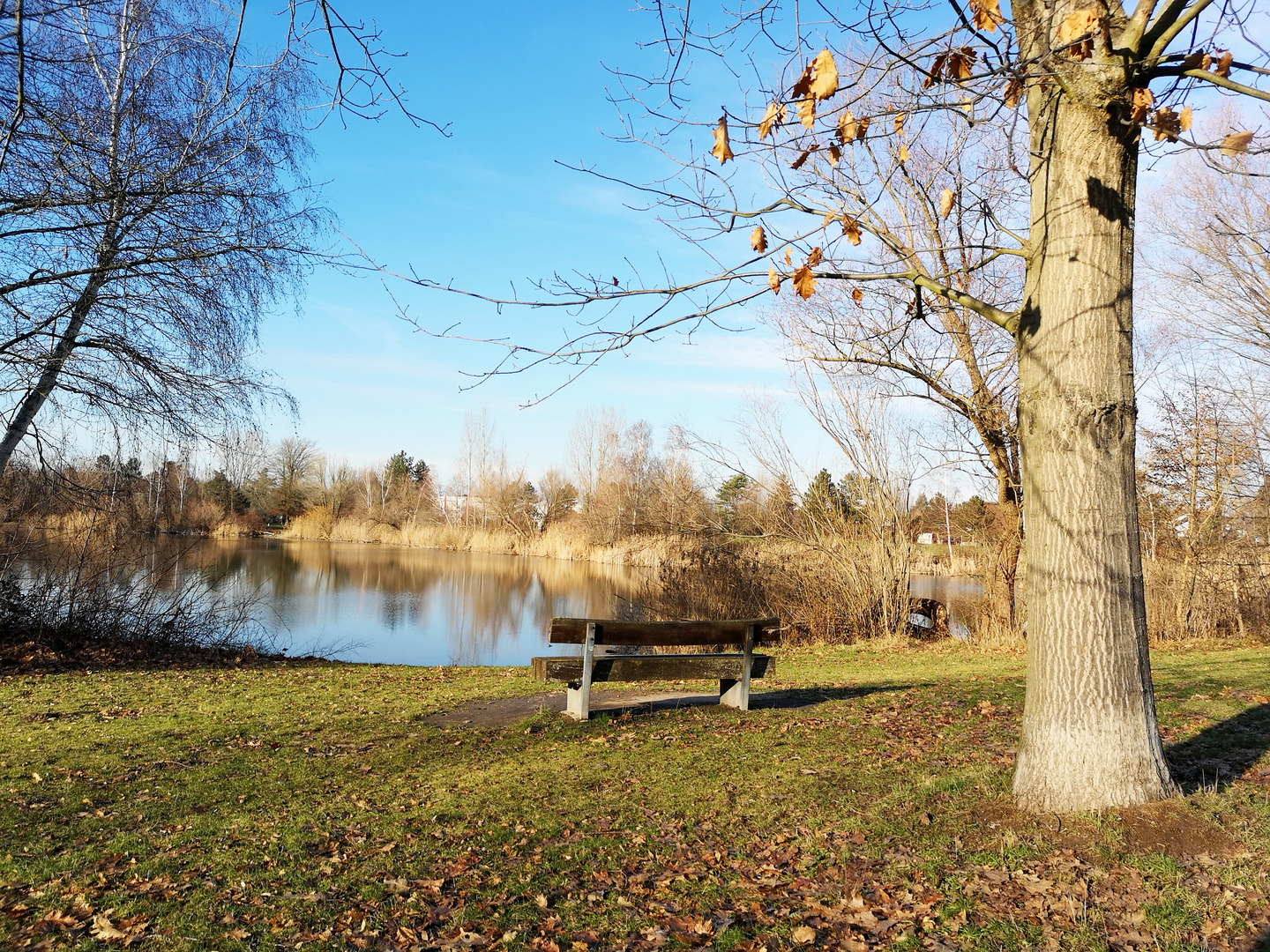 Waldsee im Januar