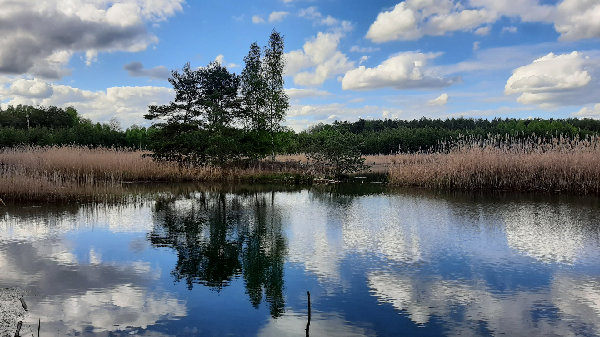 Waldsee im Mai