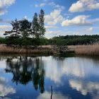 Waldsee im Mai