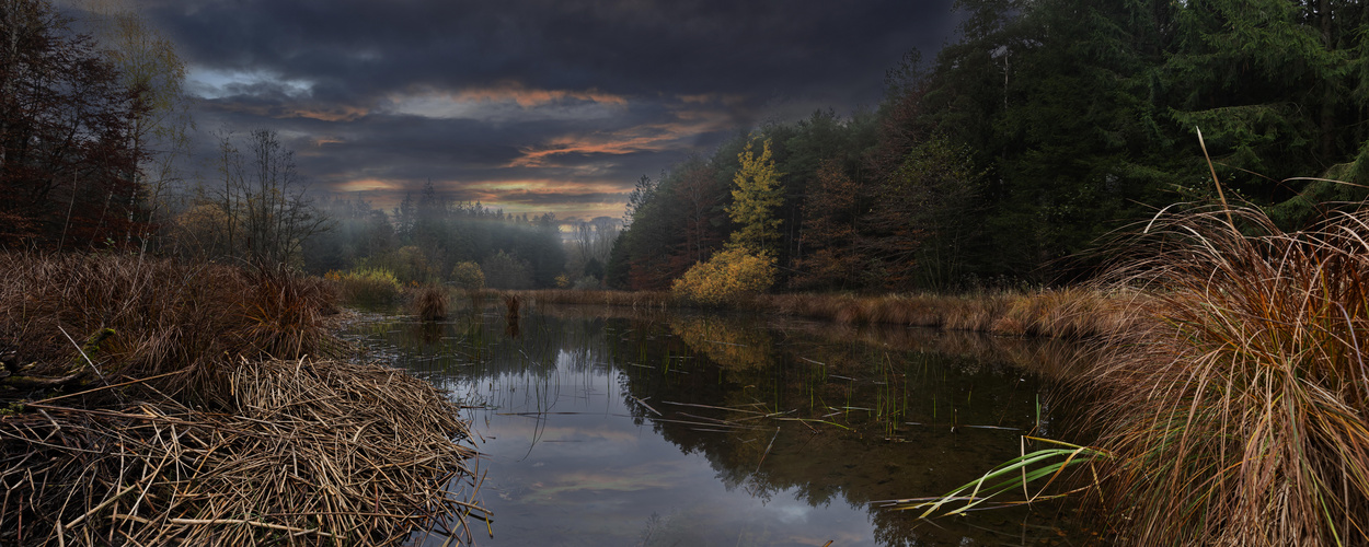 Waldsee im November