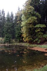 Waldsee im Regen