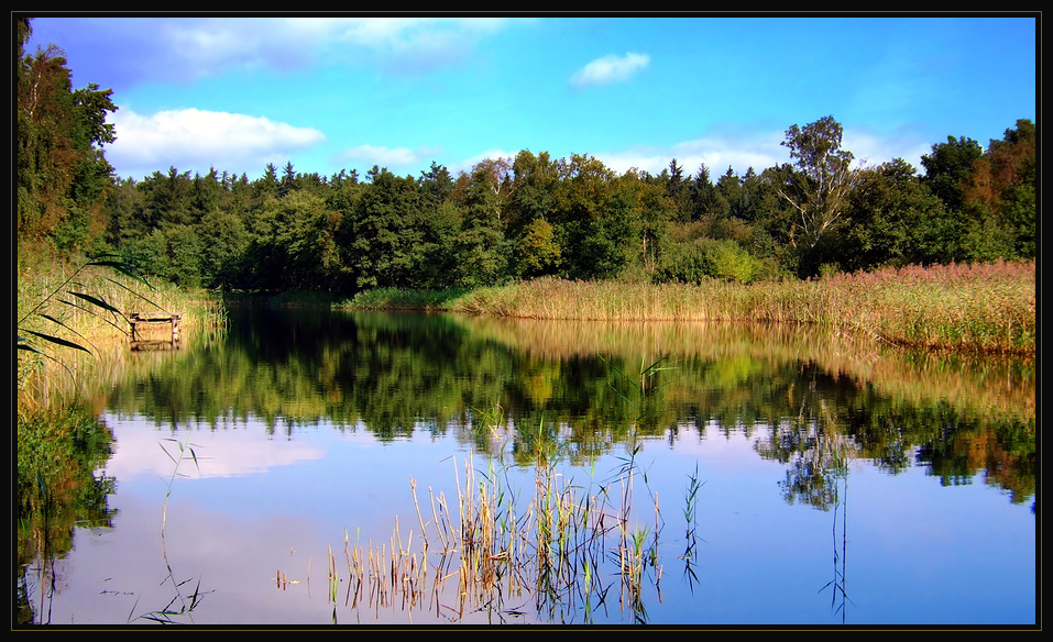 Waldsee im Spätsommer