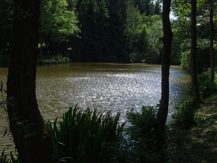 Waldsee in der Eifel