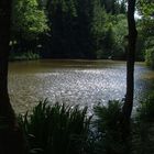 Waldsee in der Eifel