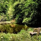 Waldsee in UE