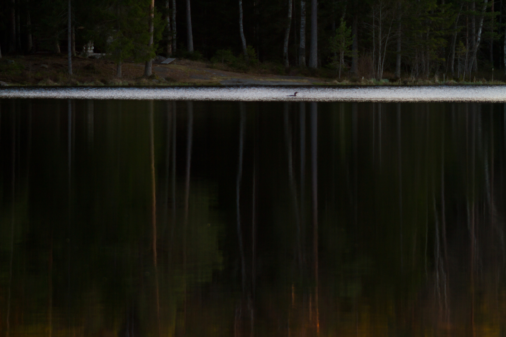 Waldsee Issjön. Prachttaucher.