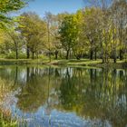 Waldsee IV -Krähenwinkel bei Hannover