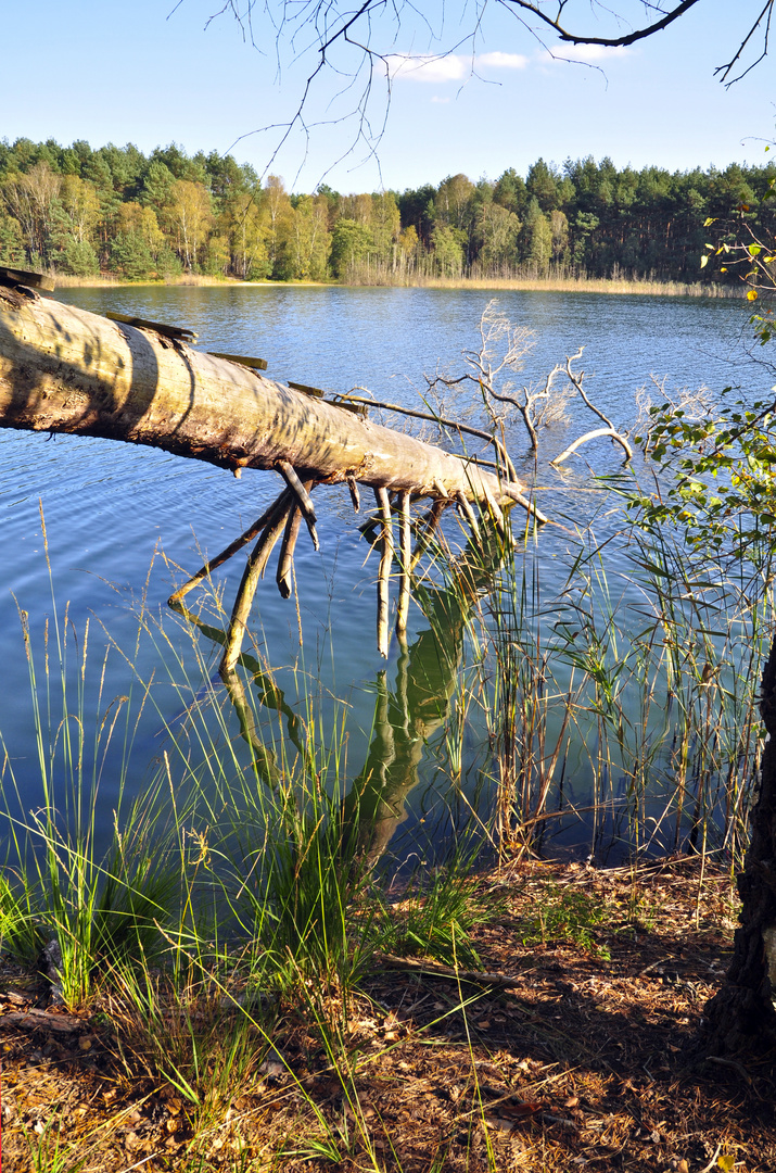 Waldsee - Mark Brandenburg