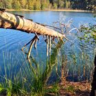 Waldsee - Mark Brandenburg