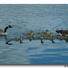 Waldsee: Muttertag-Ausflug der Gänsefamilie!!