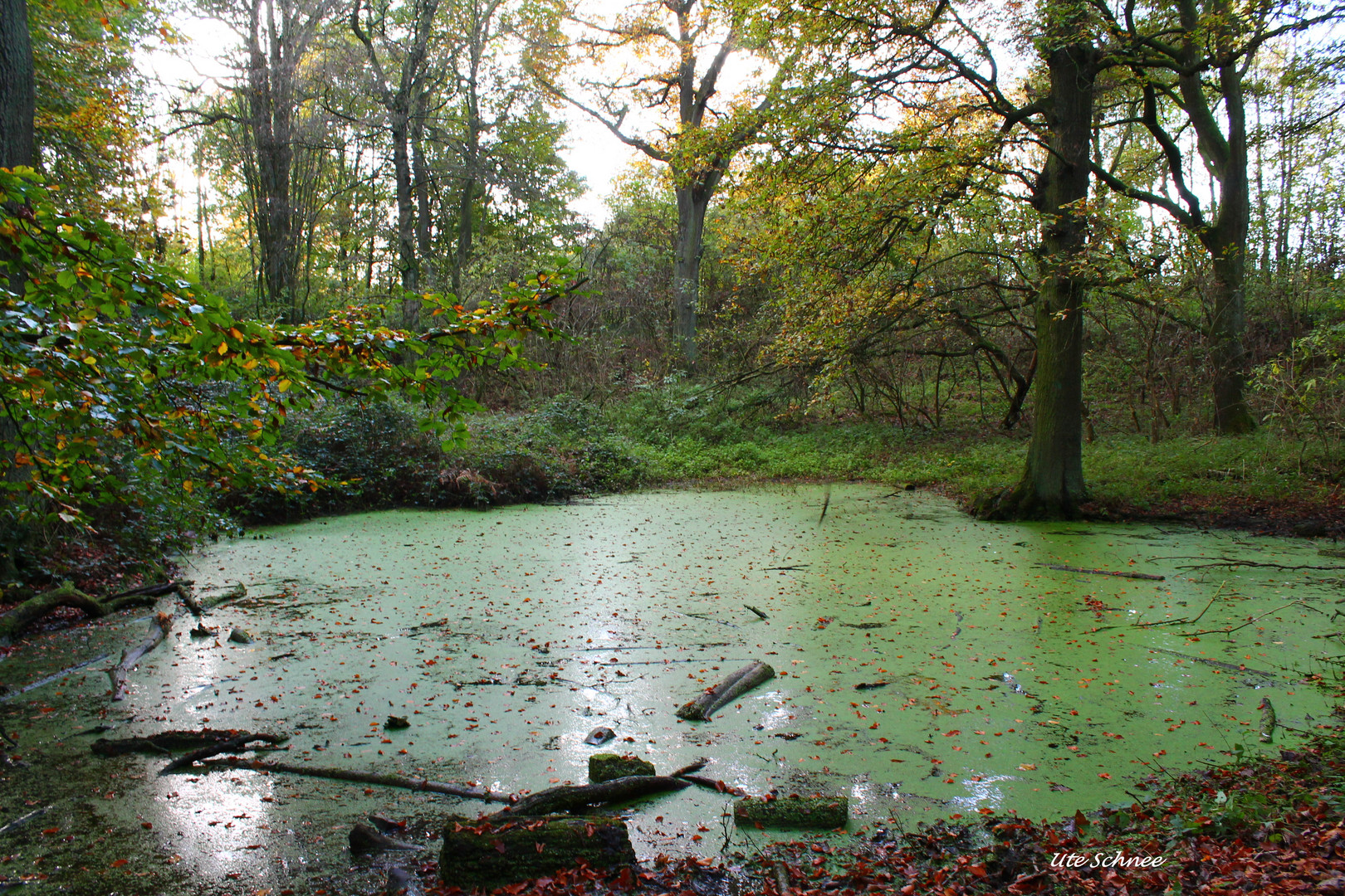 Waldsee, Natur2014