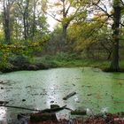 Waldsee, Natur2014