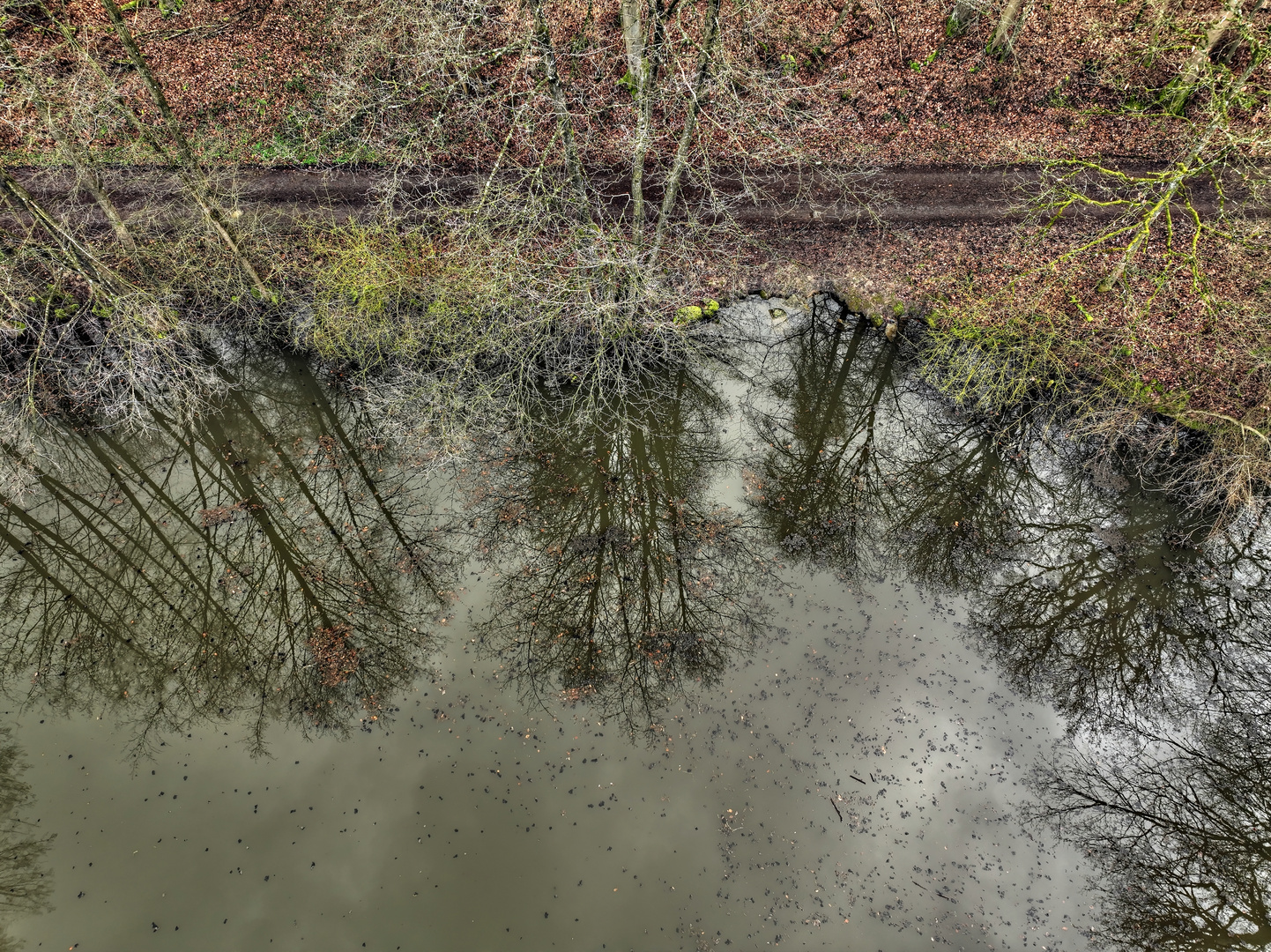 Waldsee Spiegelung