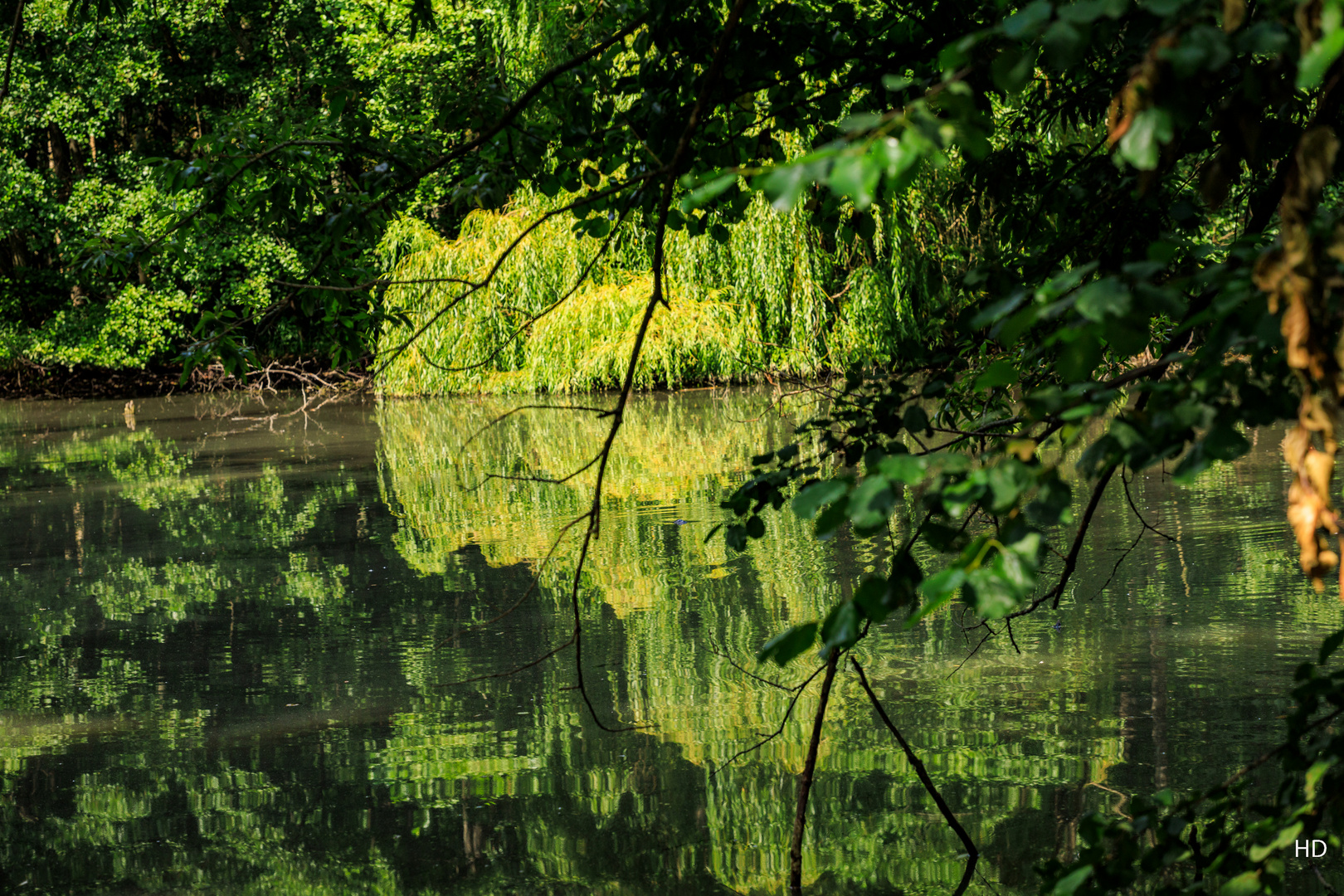 Waldsee-Spiegelungen