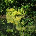 Waldsee-Spiegelungen