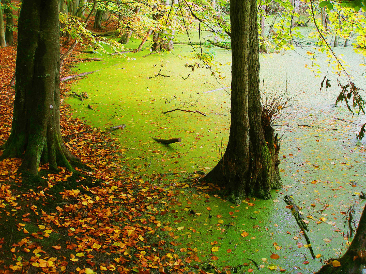 Waldsee unter Laubbäumen