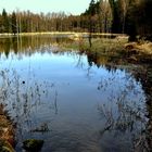 Waldsee zu Ostern