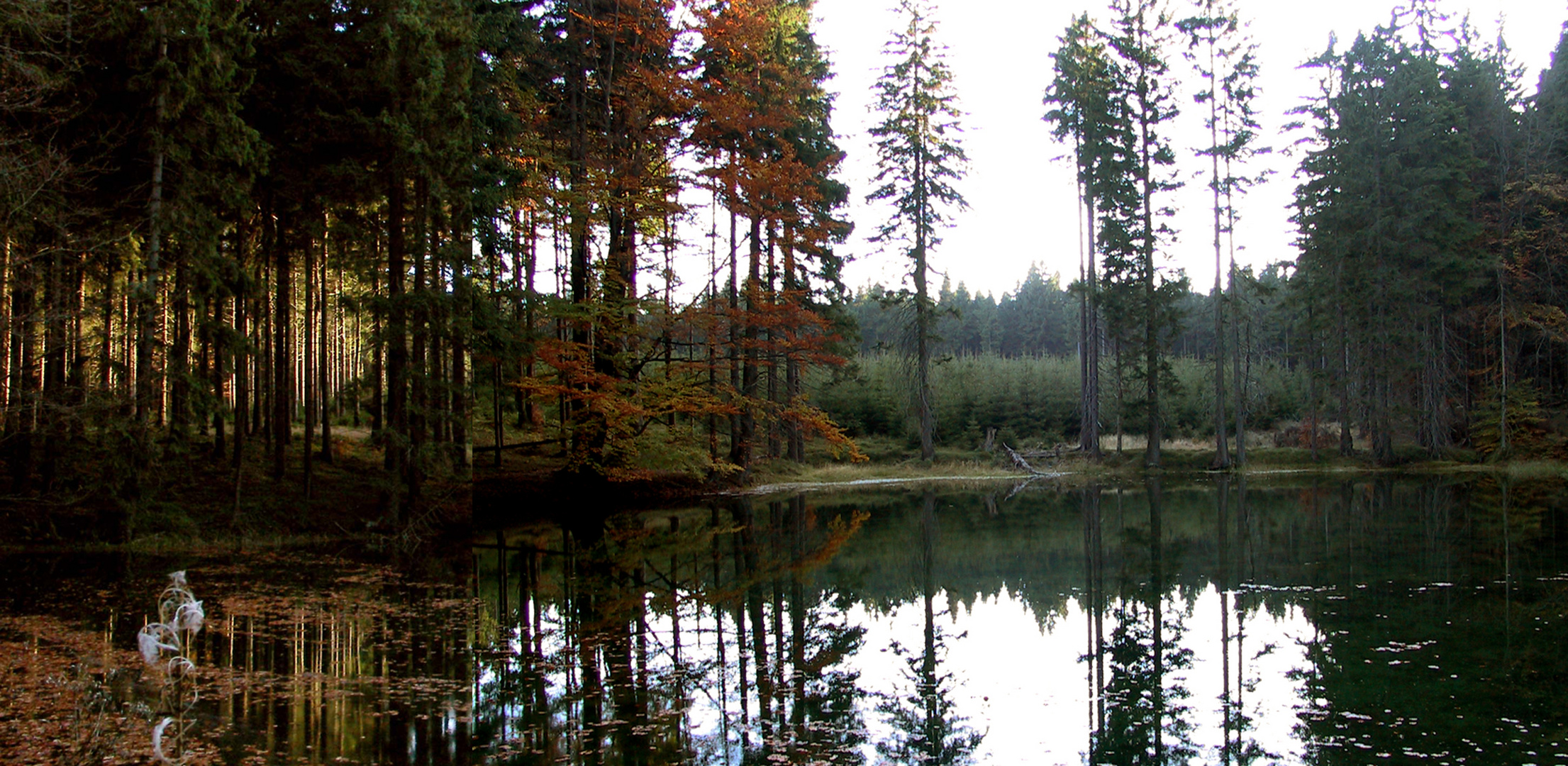 Waldseepanorama