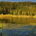 Waldseepanorama