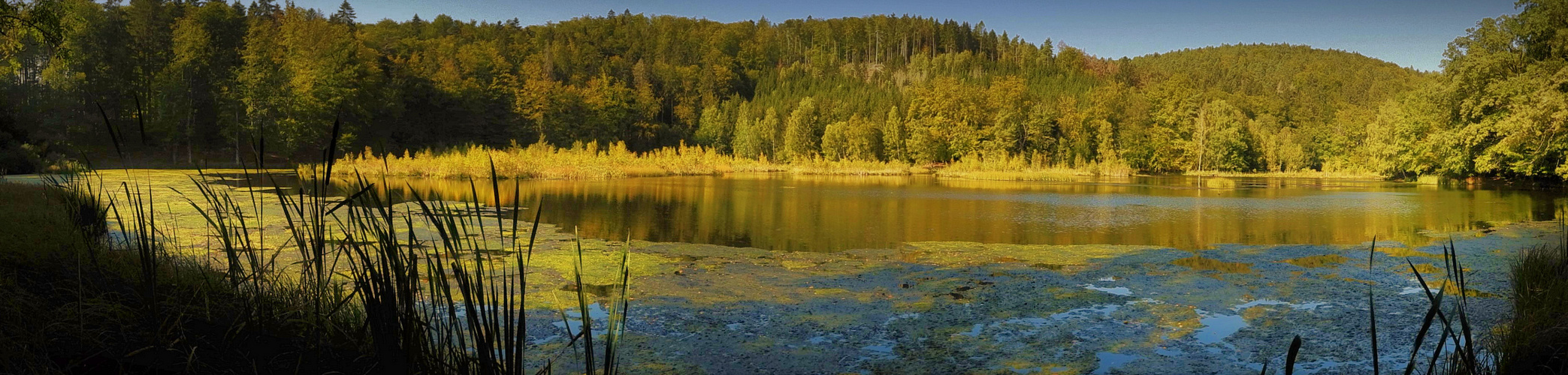 Waldseepanorama