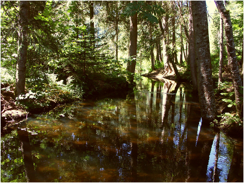 Waldseestimmung